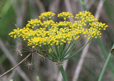 Foeniculum Vulgare